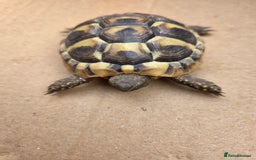 Hermann Tortoise reptiles for sale: 2022-24 Hermanns tortoises for sale - Image 11