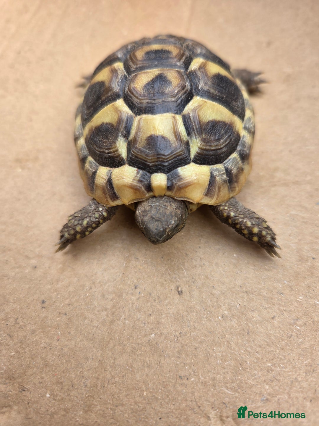 Hermann Tortoise reptiles for sale: 2022-24 Hermanns tortoises for sale - Image 11