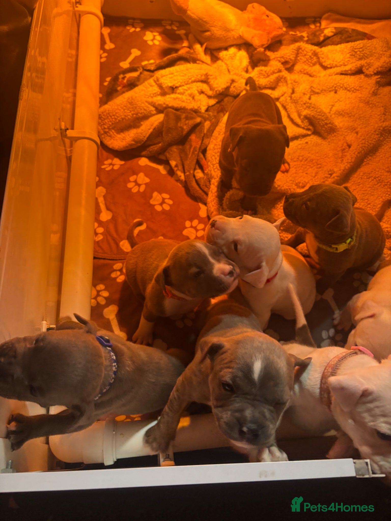 Staffordshire Bull Terrier dogs Staffordshire bull terrier puppies  - Advert 9