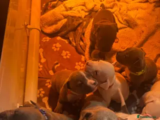 Staffordshire Bull Terrier dogs Staffordshire bull terrier puppies - Advert 9