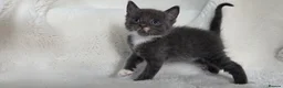 British Shorthair cats for sale: MIXED British Shorthair - Advert 20