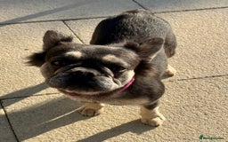 French Bulldog dogs for sale: Fluffy Frenchie  - Image 2