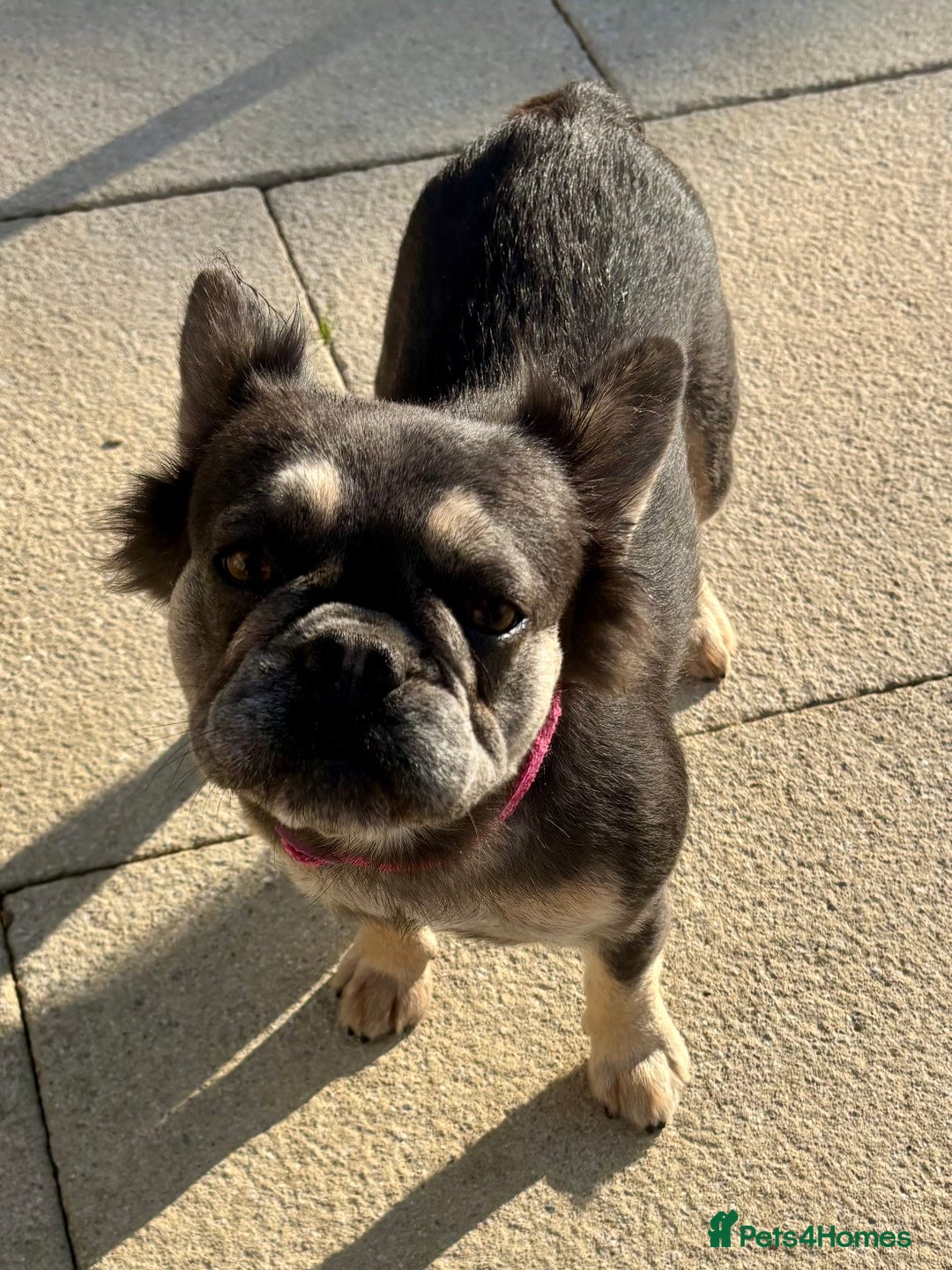 French Bulldog dogs for sale: Fluffy Frenchie  - Image 2