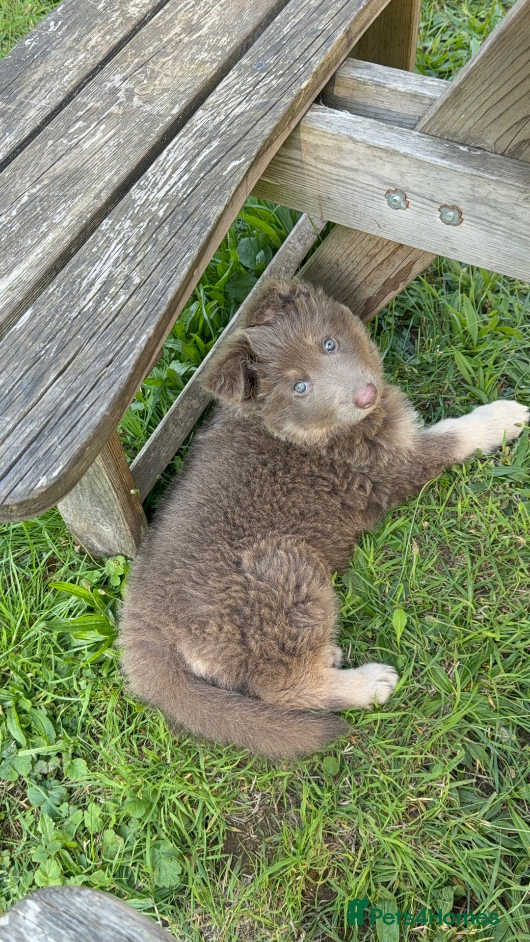 German Shepherd dogs for sale: Blue & Isabella German Shepherd Puppies For Sale  - Image 4
