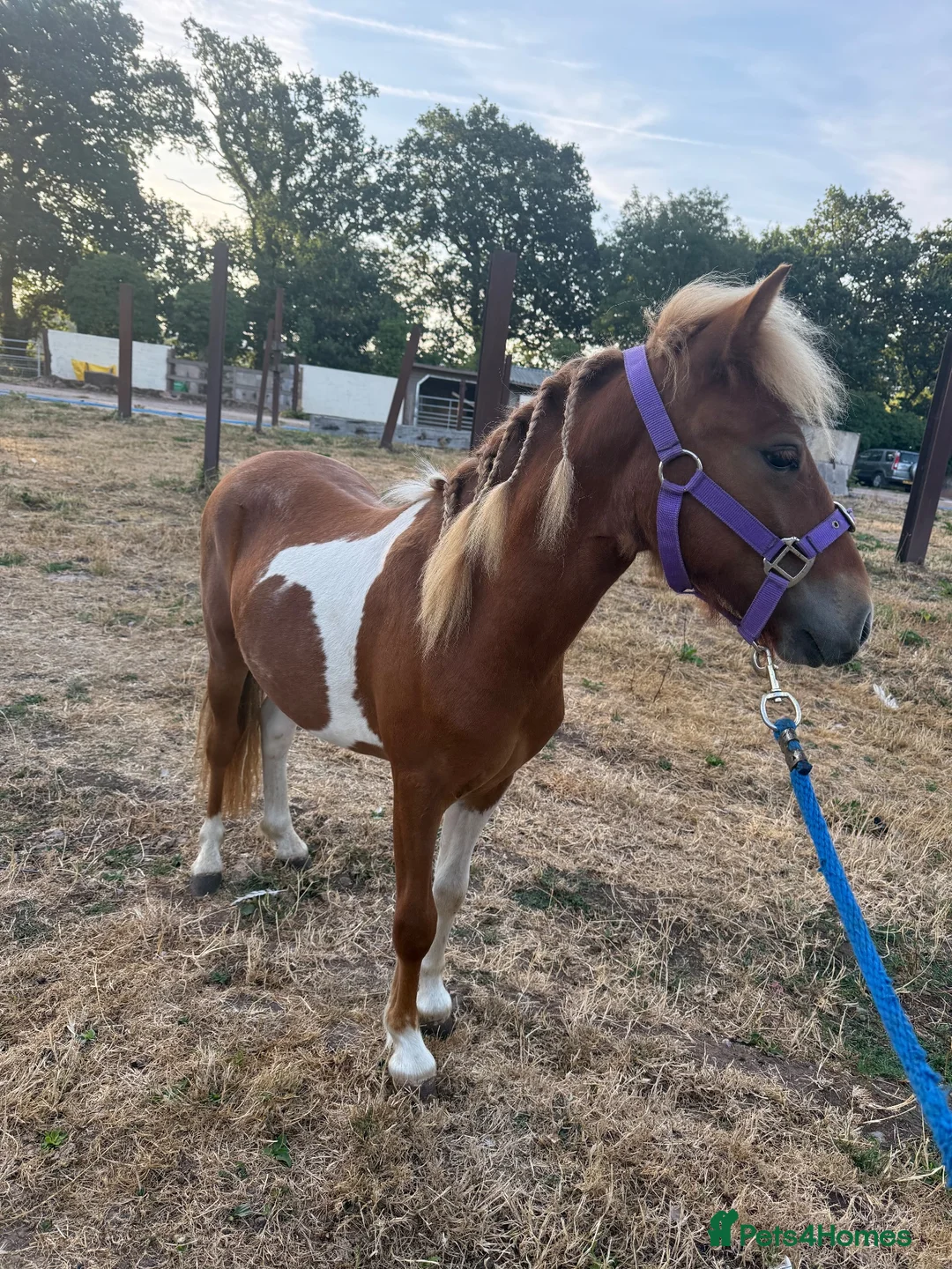 English Thoroughbred horses for sale: Dhp looking for new home - Advert 3
