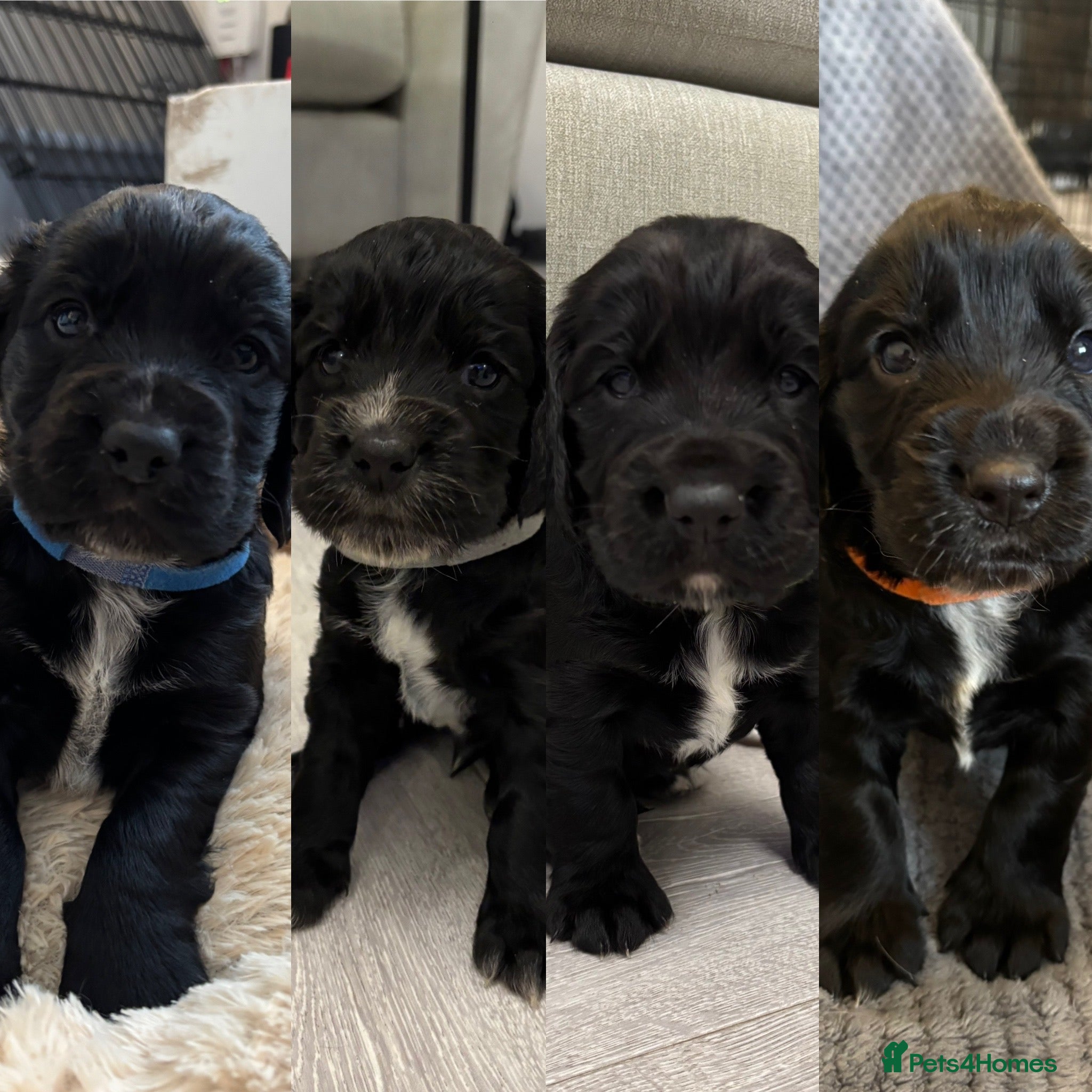 Cocker Spaniel dogs KC Registered Working Cocker Spaniel Puppies - Advert 9