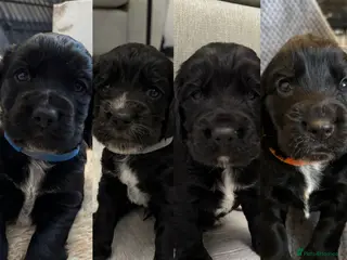 Cocker Spaniel dogs KC Registered Working Cocker Spaniel Puppies - Advert 9