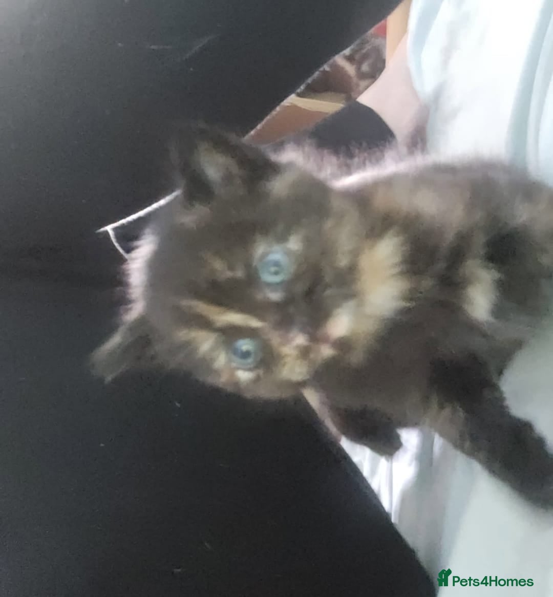 British Shorthair cats for sale: Litter of kittens - Advert 4