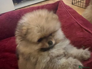 Pomeranian dogs for sale - Advert 1