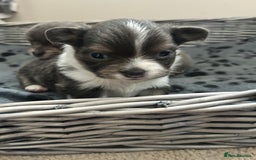 Chihuahua dogs for sale: Adorable chihuahuas  - Advert 9