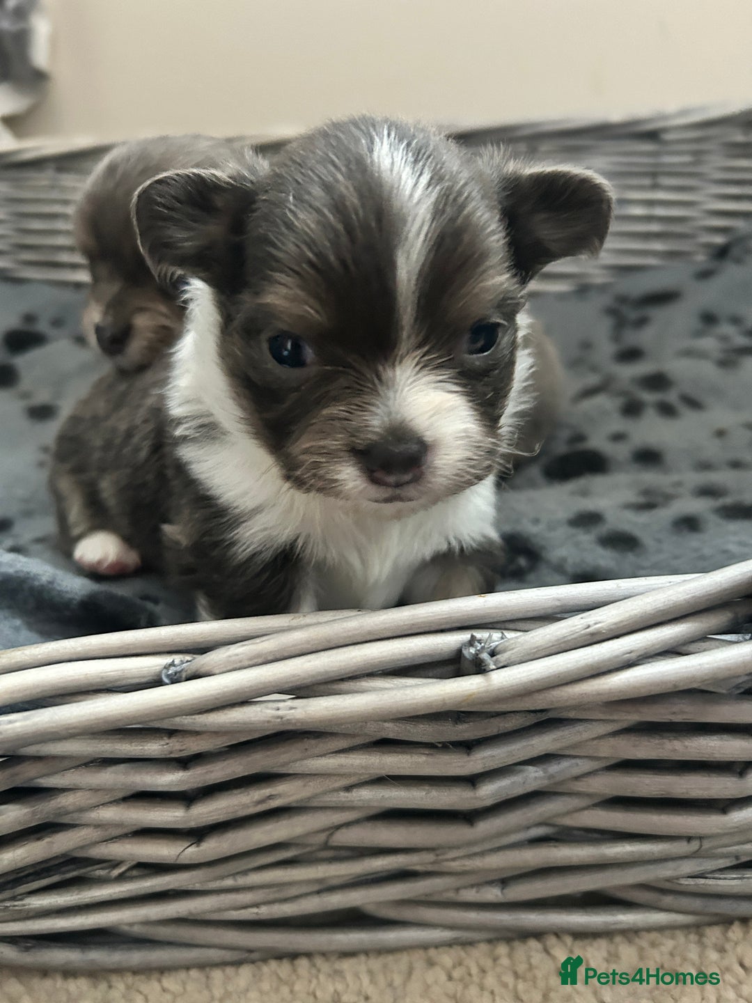 Chihuahua dogs for sale: Adorable chihuahuas  - Advert 9