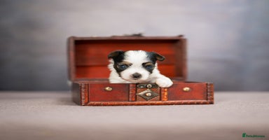 Yorkshire Terrier dogs - Advert 16