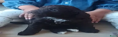 Cockapoo 2
