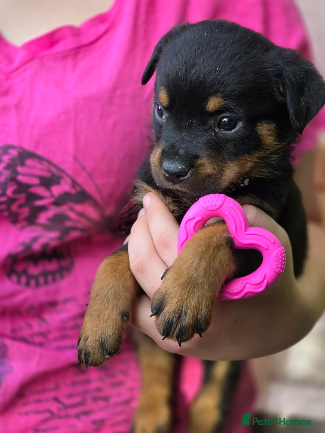 Rottweiler dogs for sale: Rottweiler puppies  - Advert 13