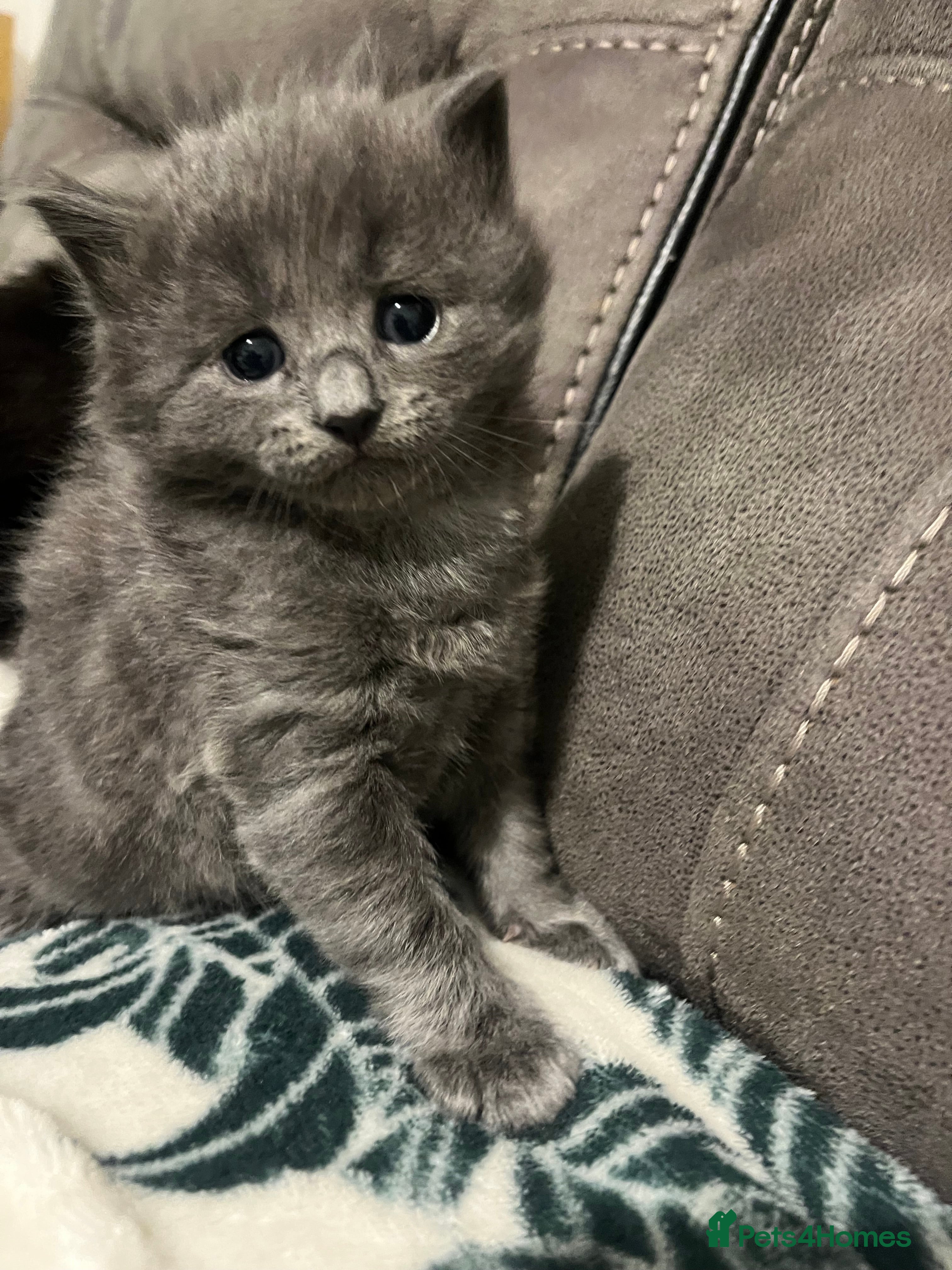 Mixed Breed cats Persian X kittens 🩵🩷 - Advert 7