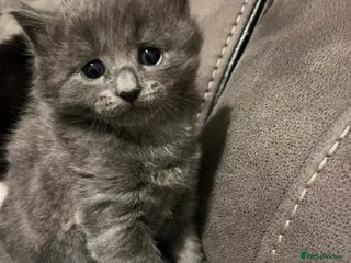 Mixed Breed cats Persian X kittens 🩵🩷 - Advert 7