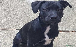 Mixed Breed dogs for sale: Beau Labrastaff - Image 1