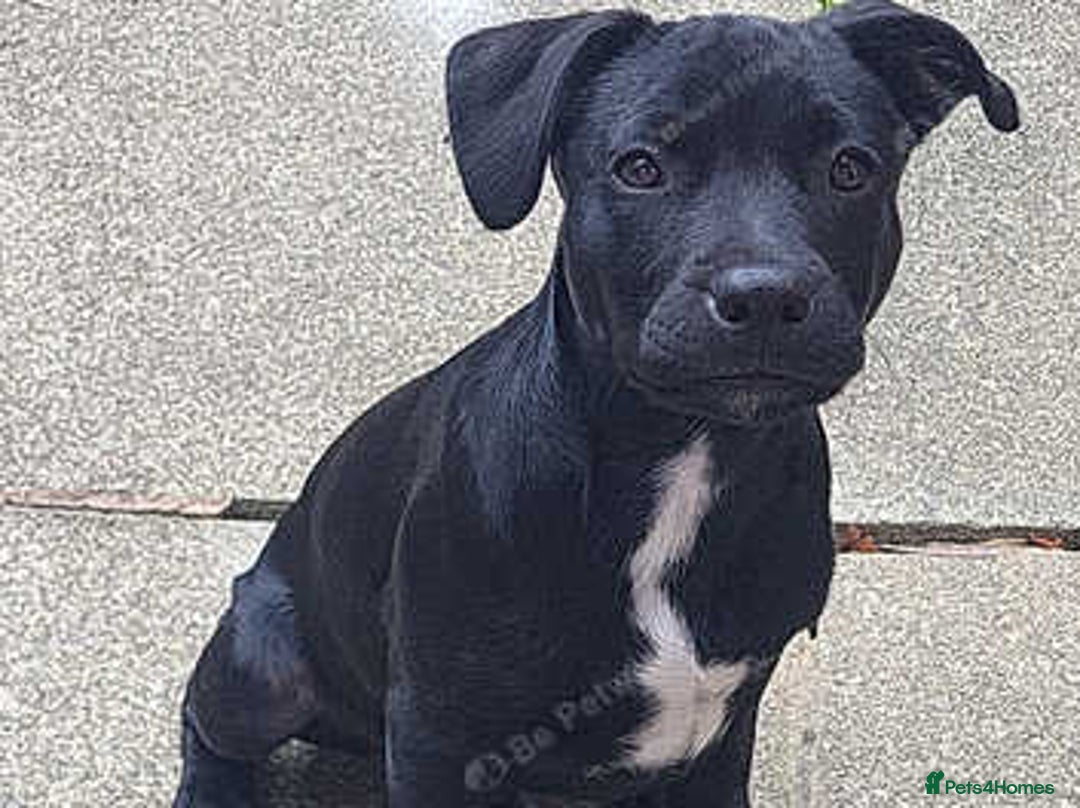 Mixed Breed dogs for sale: Beau Labrastaff - Image 1