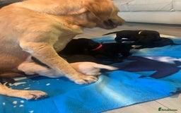 Labrador Retriever dogs for sale: Labrador puppys - Image 12