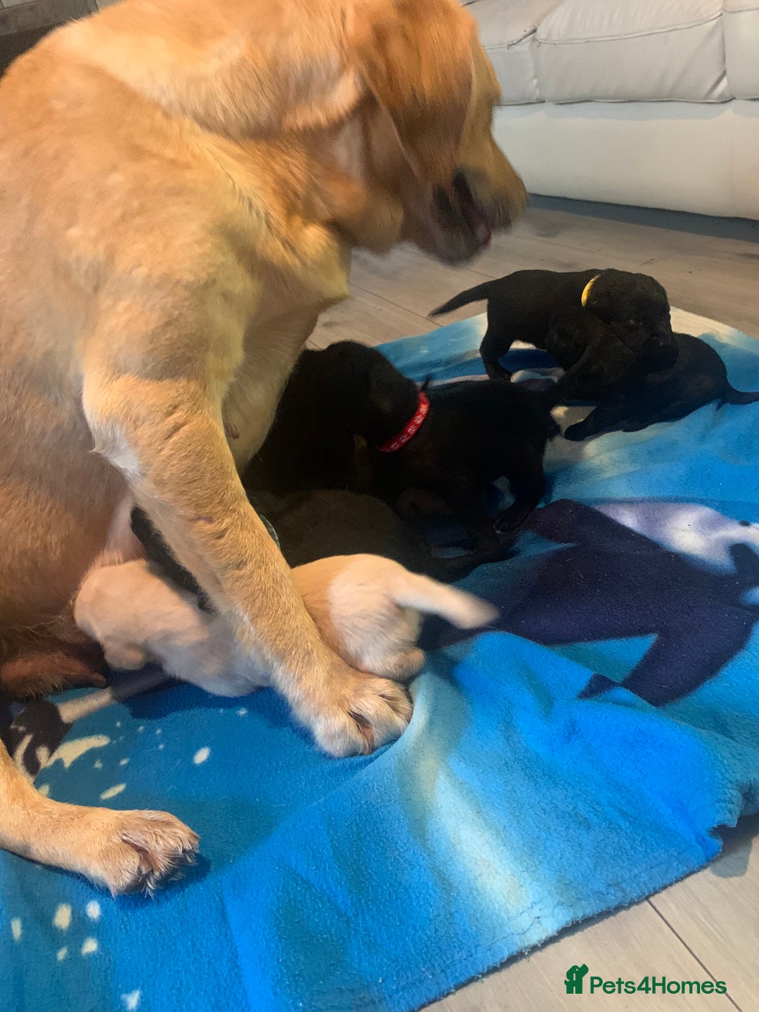 Labrador Retriever dogs for sale: Labrador puppys - Image 12