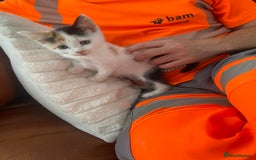 British Shorthair cats for sale:  **  5 month old kitten - Advert 4