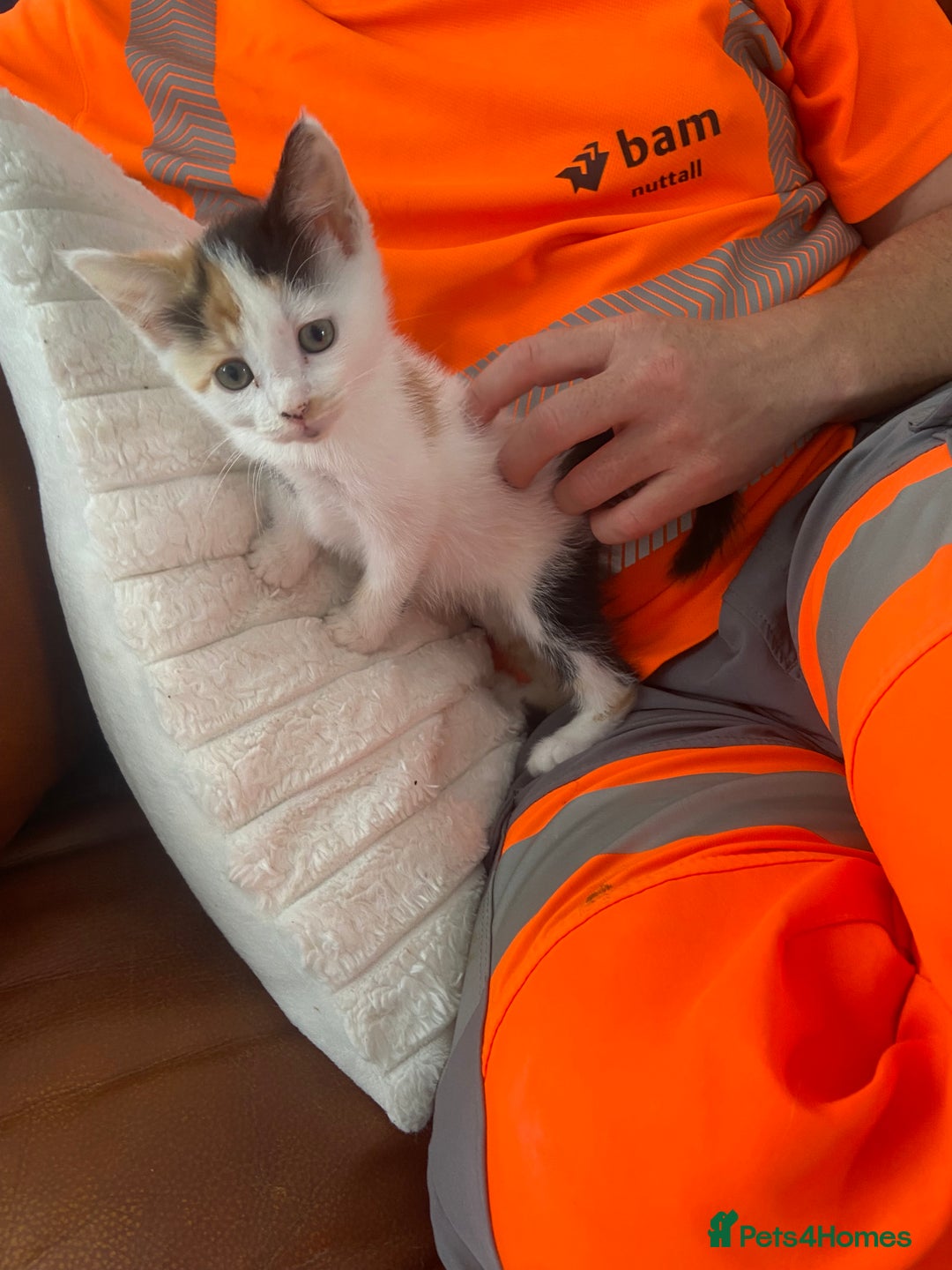 British Shorthair cats for sale:  **  5 month old kitten - Advert 4