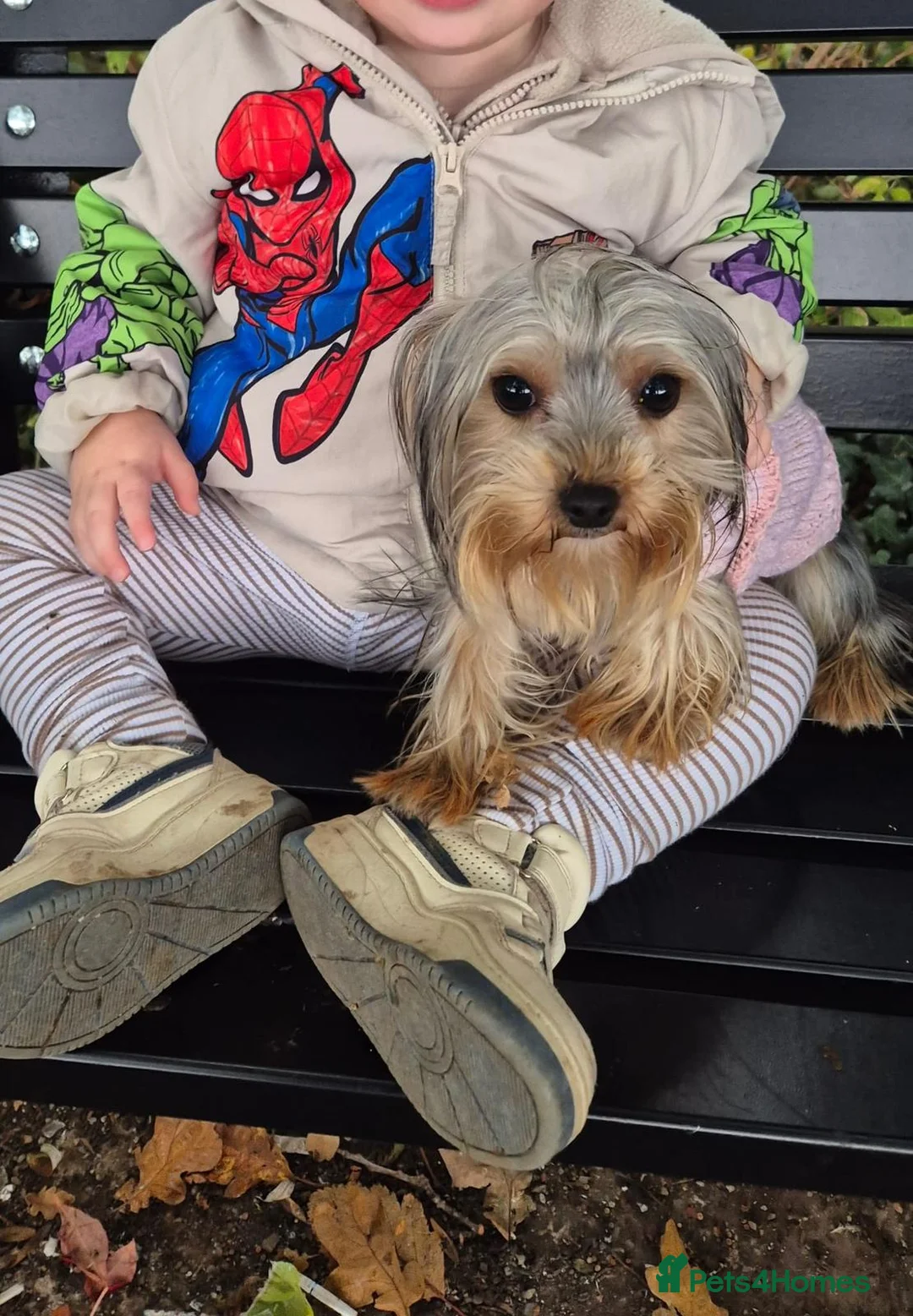 Yorkshire Terrier dogs for sale: TINY pedigree Girl - Advert 6