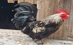 Chickens poultry for sale: Beautiful Bantam Chickens for Sale - Roos & Hens! - Image 1