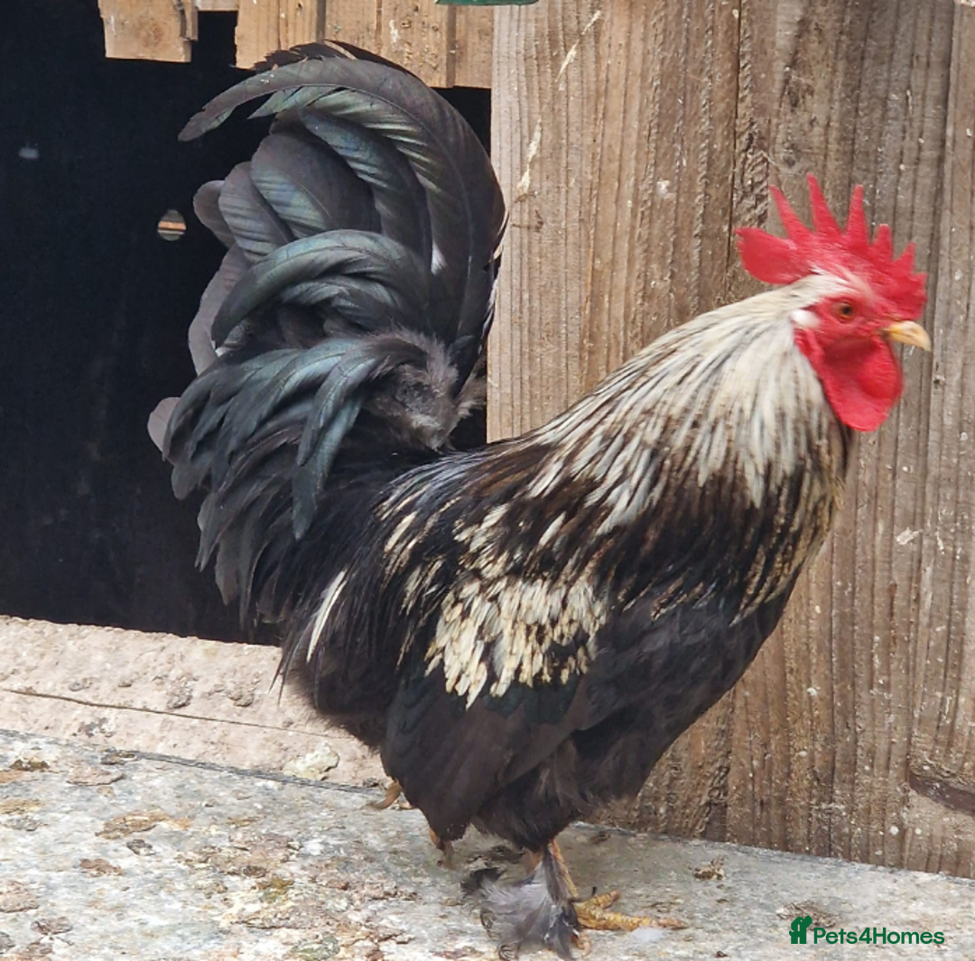 Chickens poultry for sale: Beautiful Bantam Chickens for Sale - Roos & Hens! - Image 1
