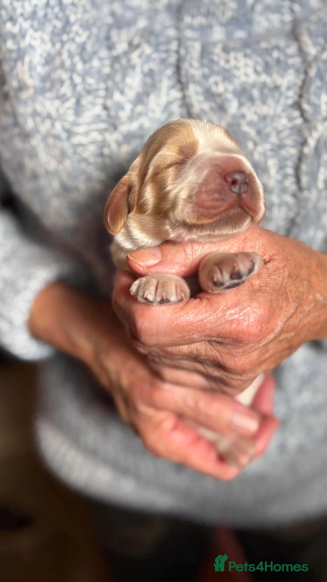 Cocker Spaniel dogs for sale: Show cocker spaniel pups  - Image 9