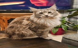 Maine Coon cats for sale: 4 beautiful maine coon kitten  - Image 12