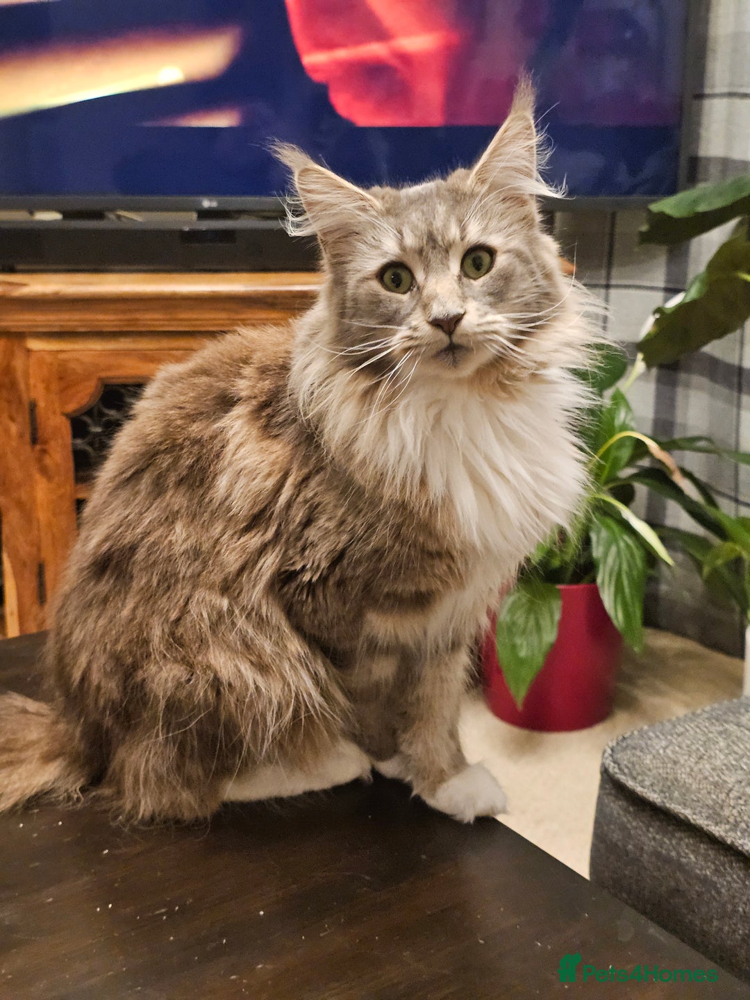 Maine Coon cats for sale: 4 beautiful maine coon kitten  - Image 12