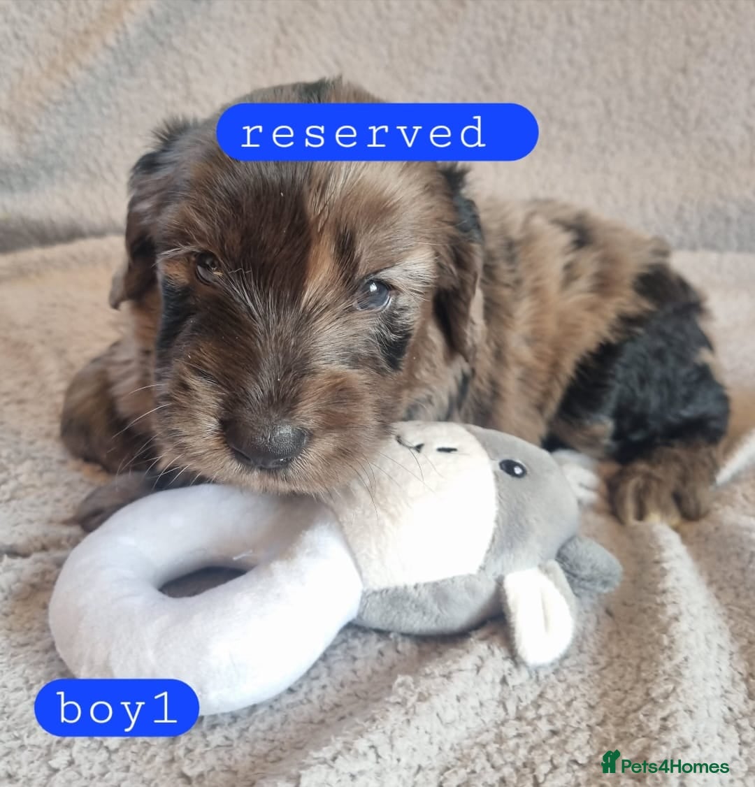 Cockapoo dogs Cockapoo Merle Puppies  - Advert 2