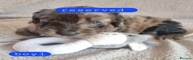 Cockapoo 1