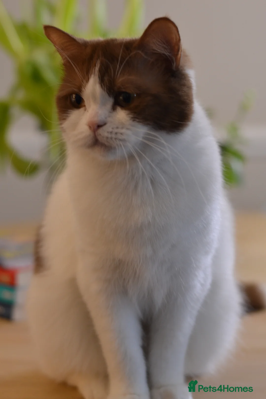 British Shorthair cats for sale: TICA / GCCF stunning bicolour girl  in London - Advert 2