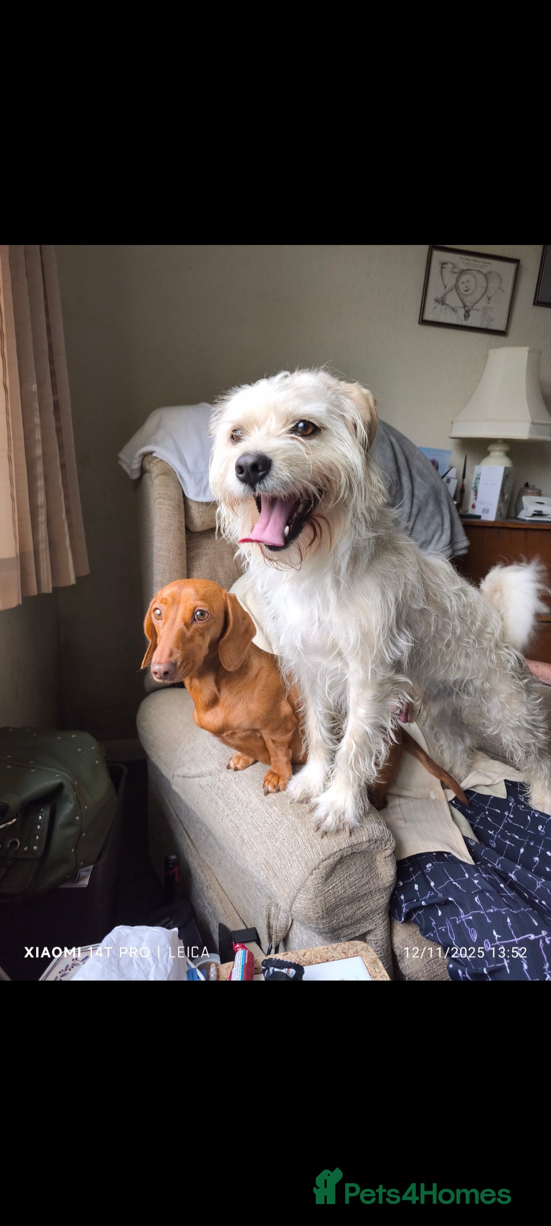 Mixed Breed dogs for sale: Red Miniature Dachshunds x WestiePoo - Advert 11