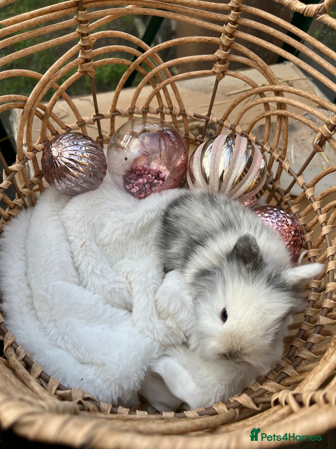Lionhead rabbits for sale: 7 lionhead babies  - Advert 7