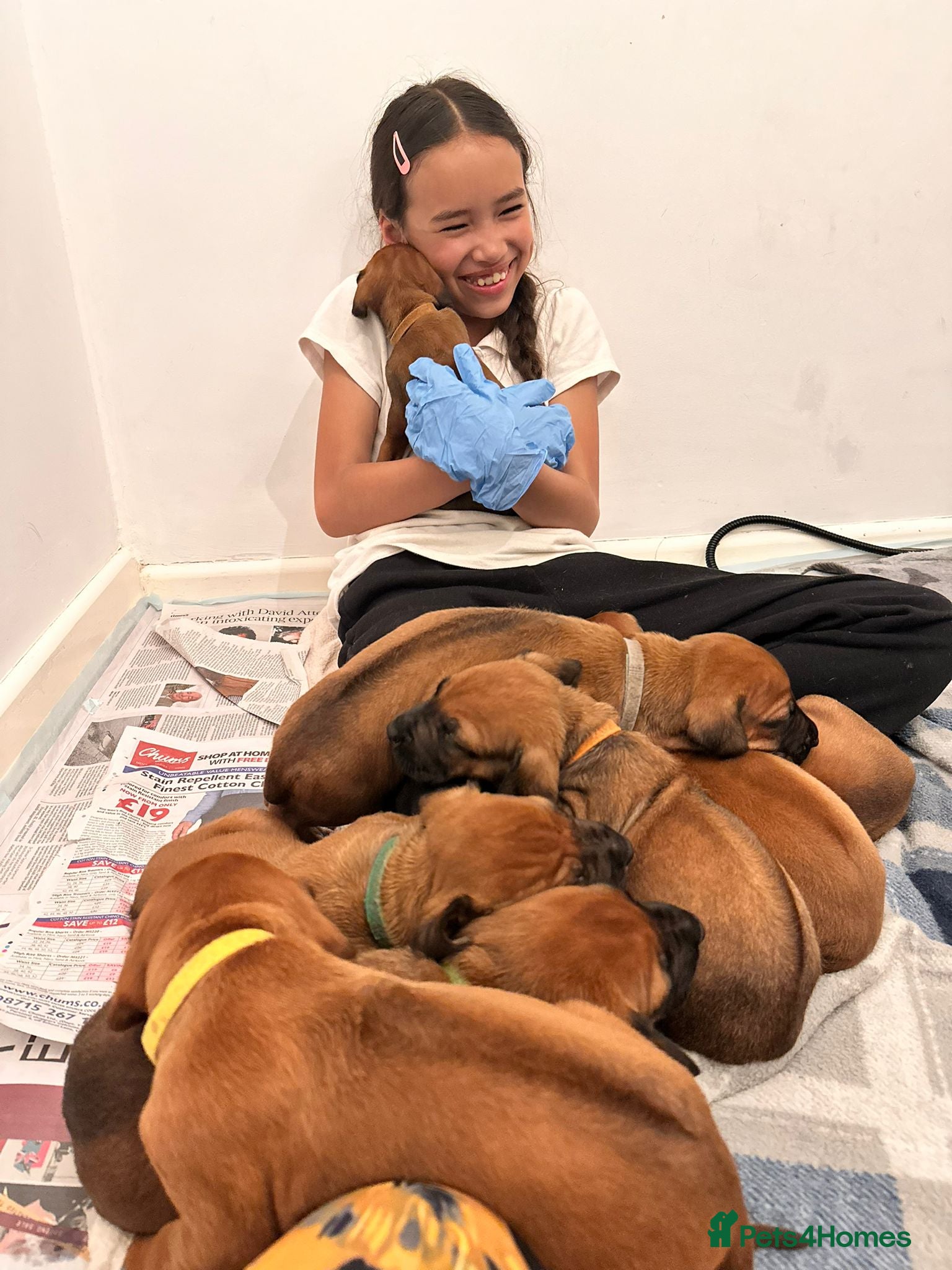 Rhodesian Ridgeback dogs for sale: Stunning KC Registered Rhodesian Ridgeback Puppies - Advert 3
