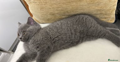 British Shorthair cats blue British shorthair kittens for sale  - Advert 2