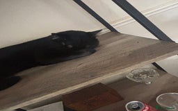 Bombay cats for sale: Bombay Cat  - Image 5
