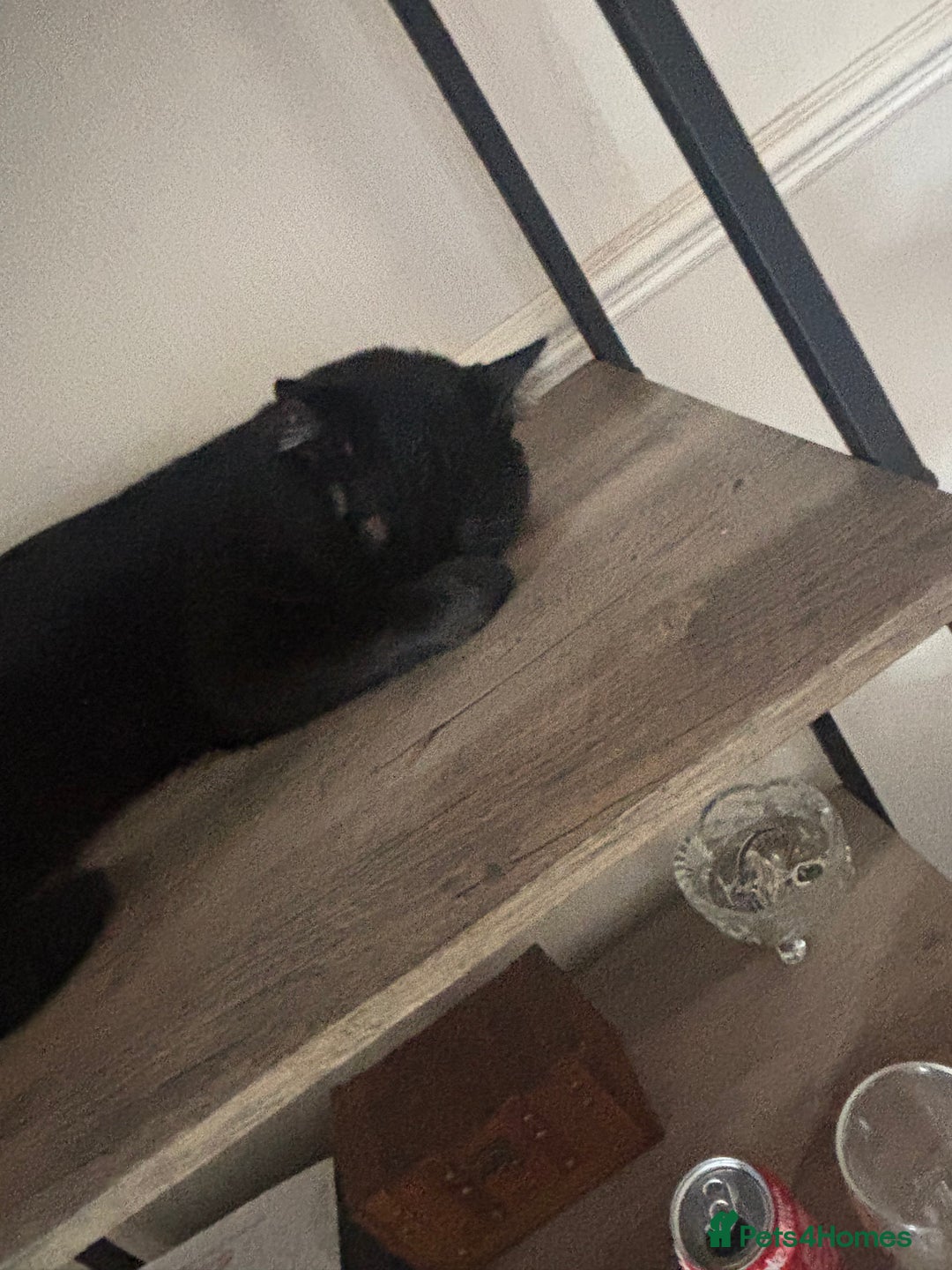 Bombay cats for sale: Bombay Cat  - Image 5