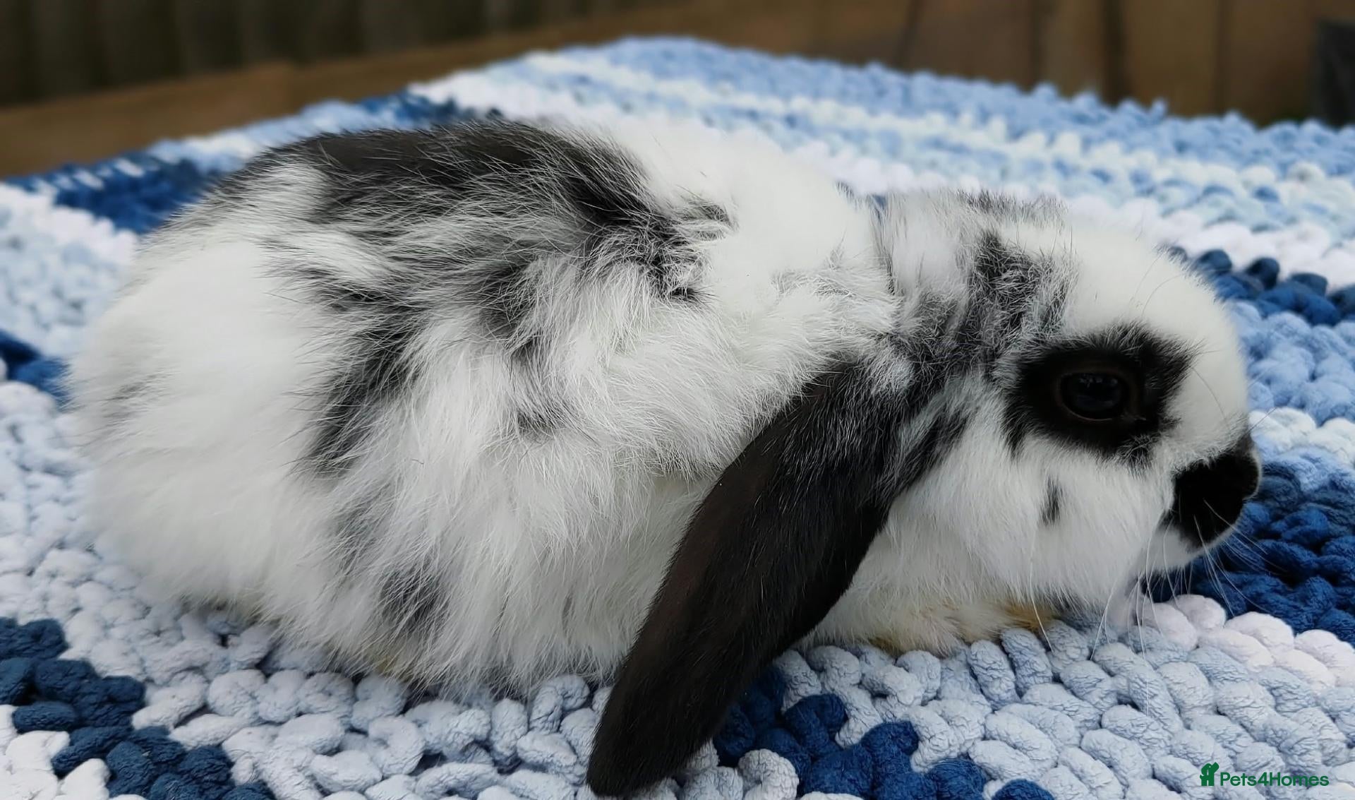Mini Lop rabbits Cute French x Mini Lop Ready to Go!!! - Advert 2