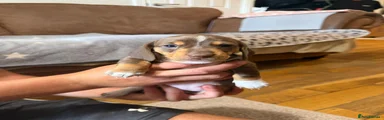 Miniature Dachshund 5