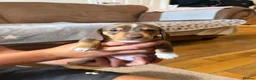 Miniature Dachshund dogs for sale: Stunning mini dach puppies - Advert 5