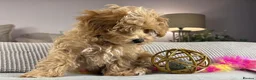 Maltipoo dogs for sale: OAKWELL RETRIEVERS ON INSTAGRAM  - Advert 16