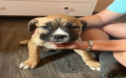 Mixed Breed dogs for sale: 6 beautiful puppies for sale  - Image 2