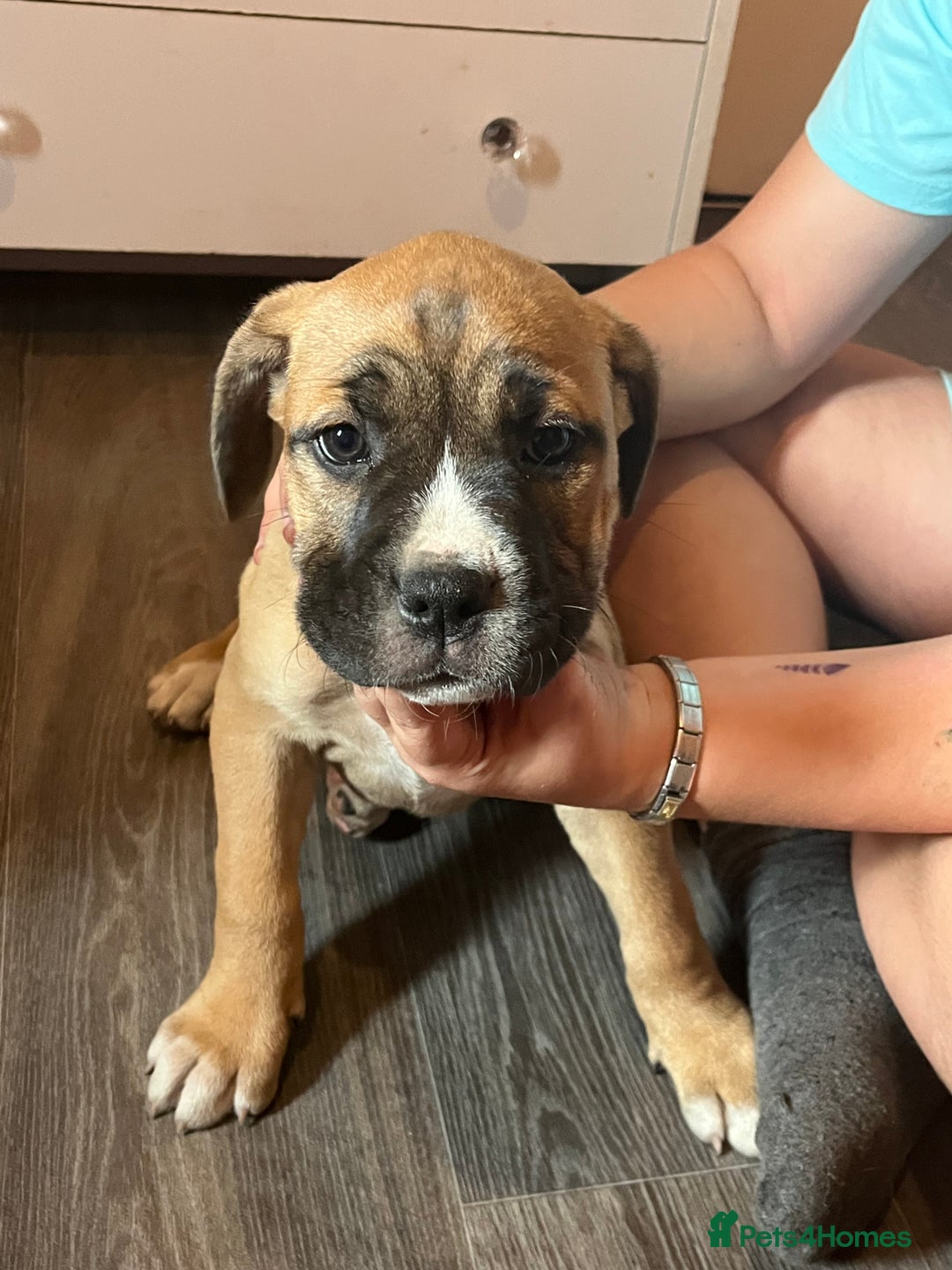 Mixed Breed dogs for sale: 6 beautiful puppies for sale  - Image 2