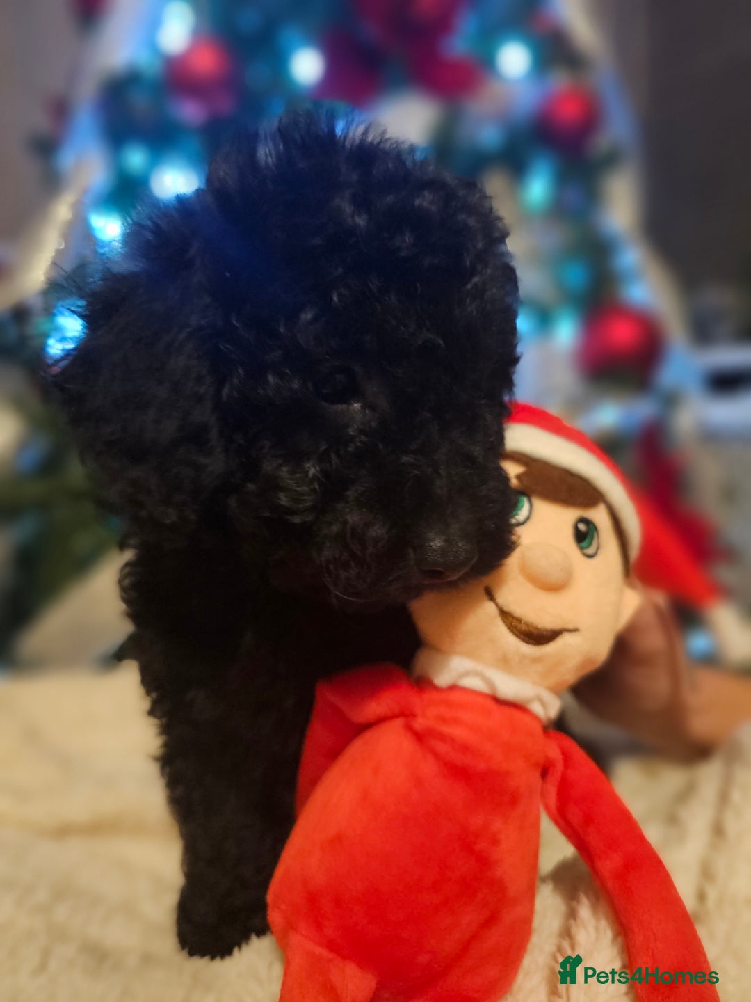 Cockapoo dogs for sale: Cockerpoo puppies - Advert 6