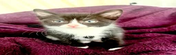 Mixed Breed cats for sale: Beautiful kitten ready for a new home - Advert 12