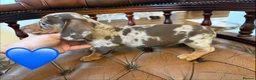 Miniature Dachshund dogs for sale: Beautiful LH & SH Dapples Miniature Dachshund Pups - Advert 27